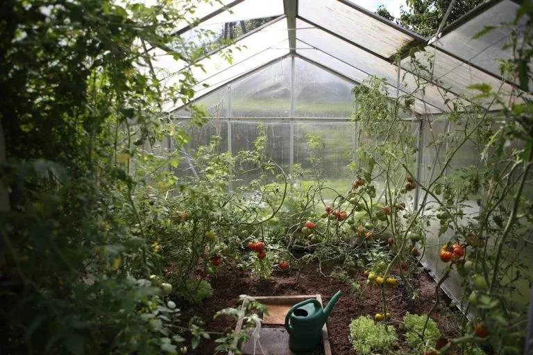 Ghidul de bază pentru a începe o grădină urbană • Refu Blog